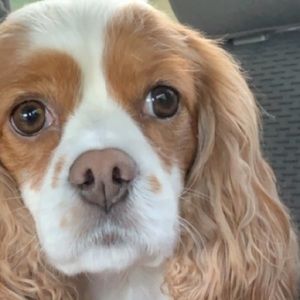 Meet your Posher, Amily